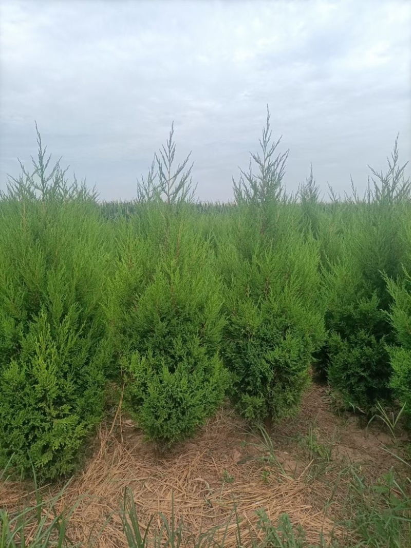 基地直发1.5-2.2米蜀侩量大，价格便宜。冠幅7-80