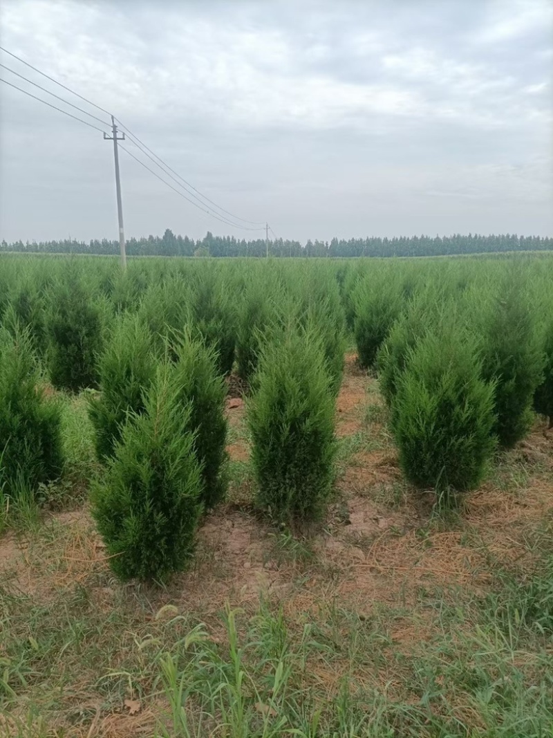 基地直发1.5-2.2米蜀侩量大，价格便宜。冠幅7-80