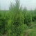 基地直发1.5-2.2米蜀侩量大，价格便宜。冠幅7-80