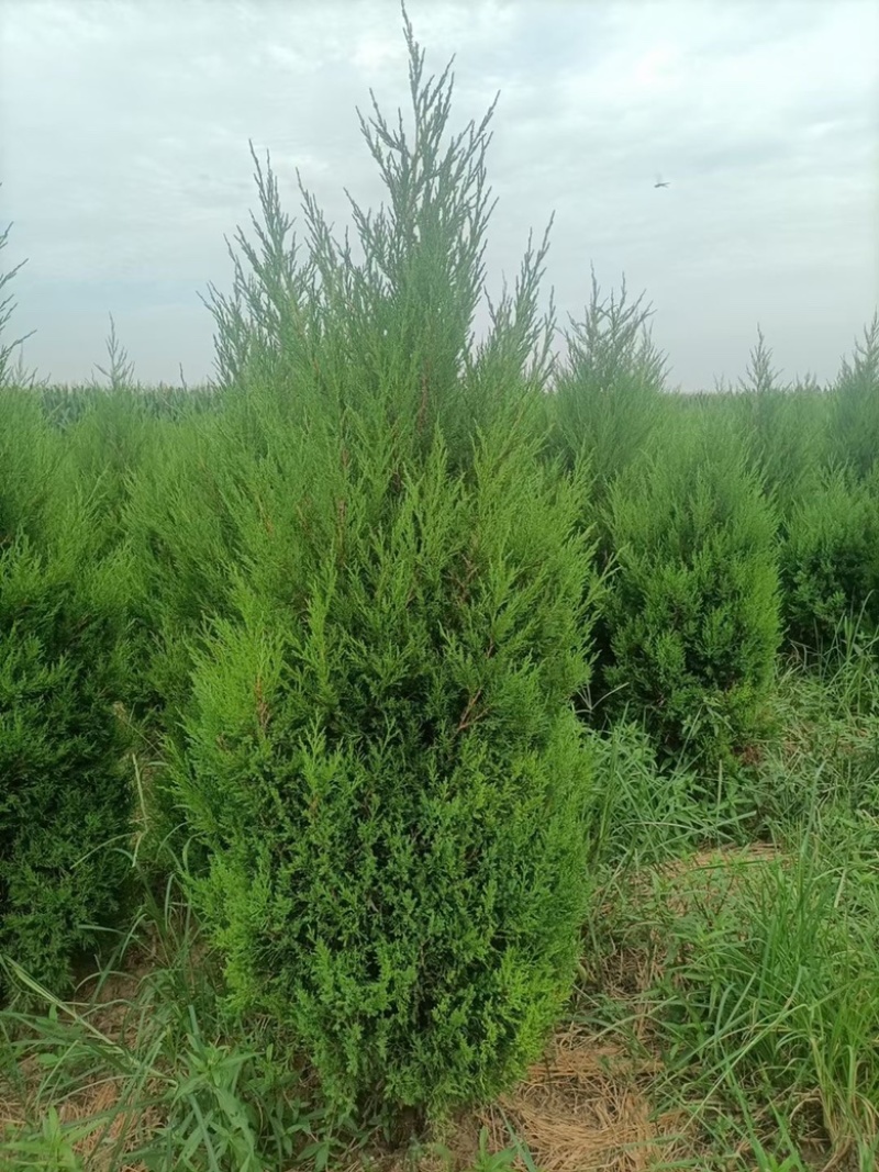 基地直发1.5-2.2米蜀侩量大，价格便宜。冠幅7-80