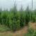 基地直发1.5-2.2米蜀侩量大，价格便宜。冠幅7-80