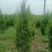 基地直发1.5-2.2米蜀侩量大，价格便宜。冠幅7-80
