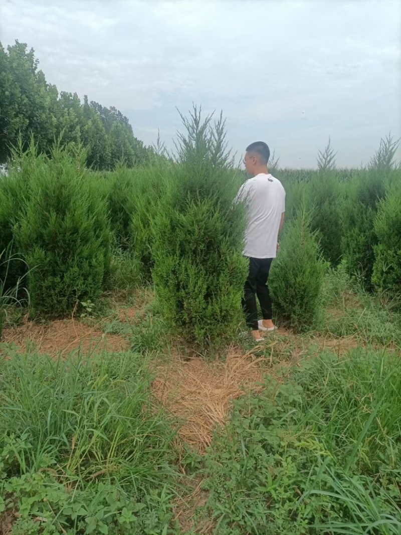 基地直发1.5-2.2米蜀侩量大，价格便宜。冠幅7-80