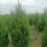 基地直发1.5-2.2米蜀侩量大，价格便宜。冠幅7-80