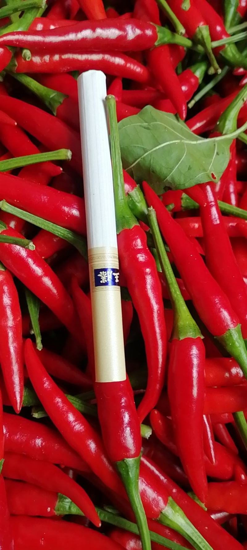 小米椒