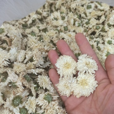 菊花七月菊黄山贡菊批发菊花质量保证量大从优