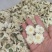 菊花七月菊黄山贡菊批发菊花质量保证量大从优