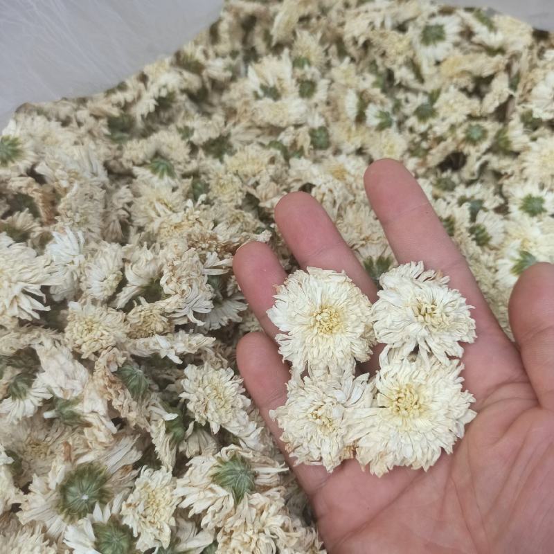 菊花七月菊黄山贡菊批发菊花质量保证量大从优