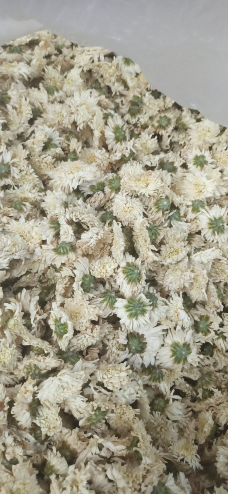 菊花七月菊黄山贡菊批发菊花质量保证量大从优