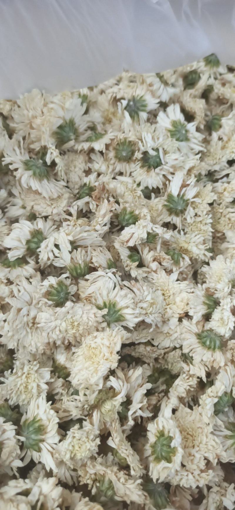 菊花七月菊黄山贡菊批发菊花质量保证量大从优