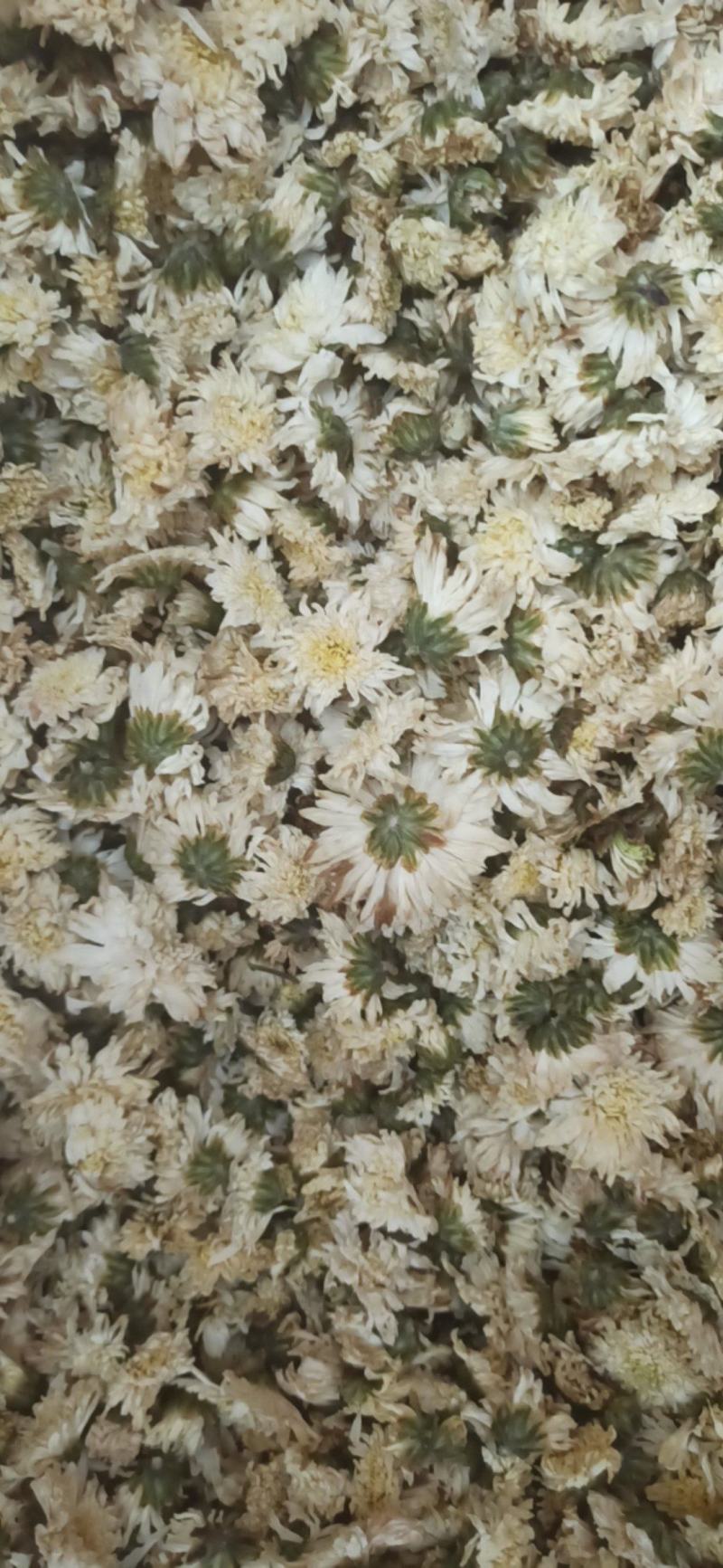菊花七月菊黄山贡菊批发菊花质量保证量大从优