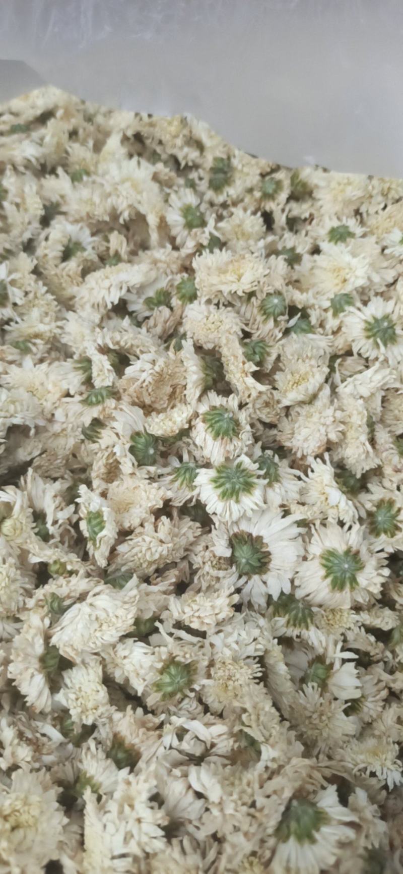 菊花七月菊黄山贡菊批发菊花质量保证量大从优