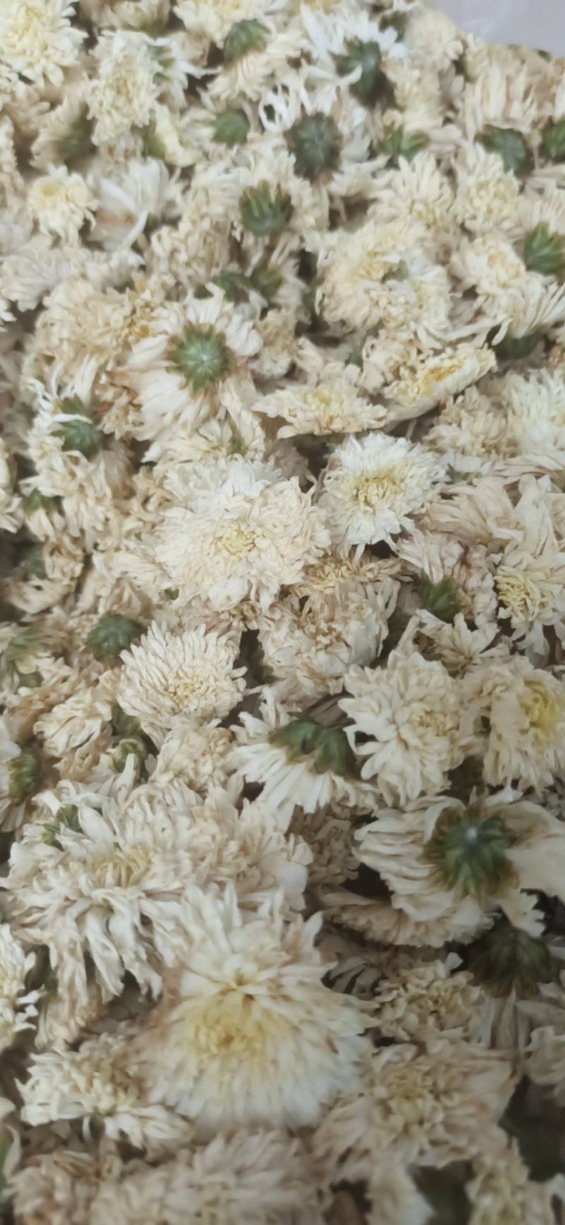 菊花七月菊黄山贡菊批发菊花质量保证量大从优