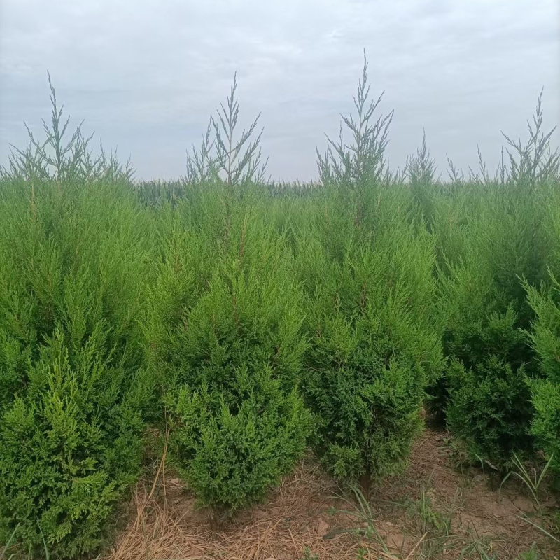 基地直发1.5-2.2米蜀侩量大，价格便宜。冠幅7-80