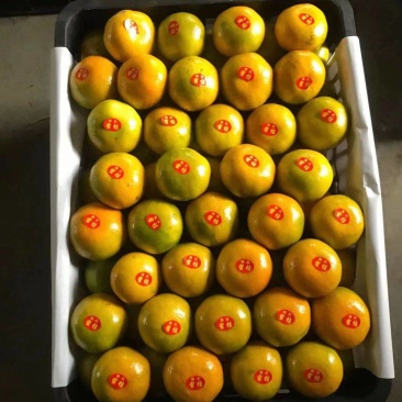 【牛商商家】湖南蜜橘，产地发货中，量大从优，欢迎选购