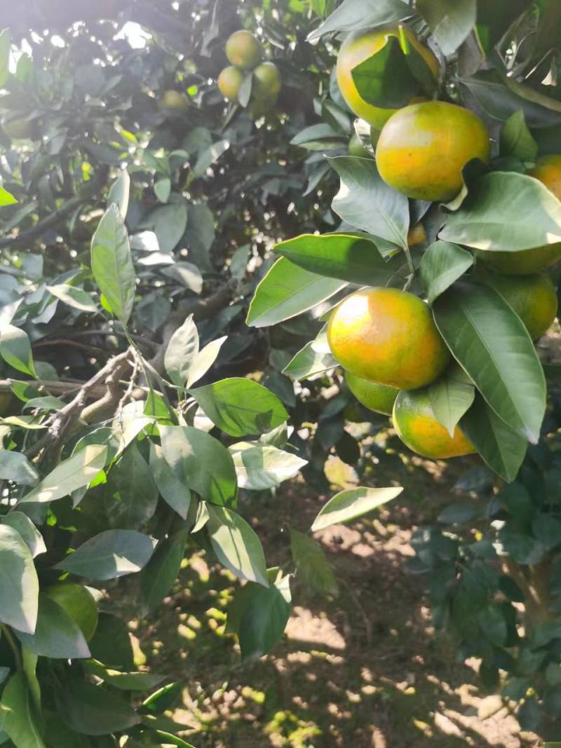 【牛商商家】湖南蜜橘，产地发货中，量大从优，欢迎选购