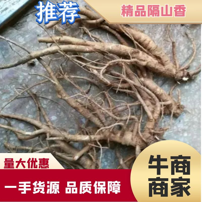 【推荐】中药材种植两年新鲜隔山香香白芷原产地现挖现卖