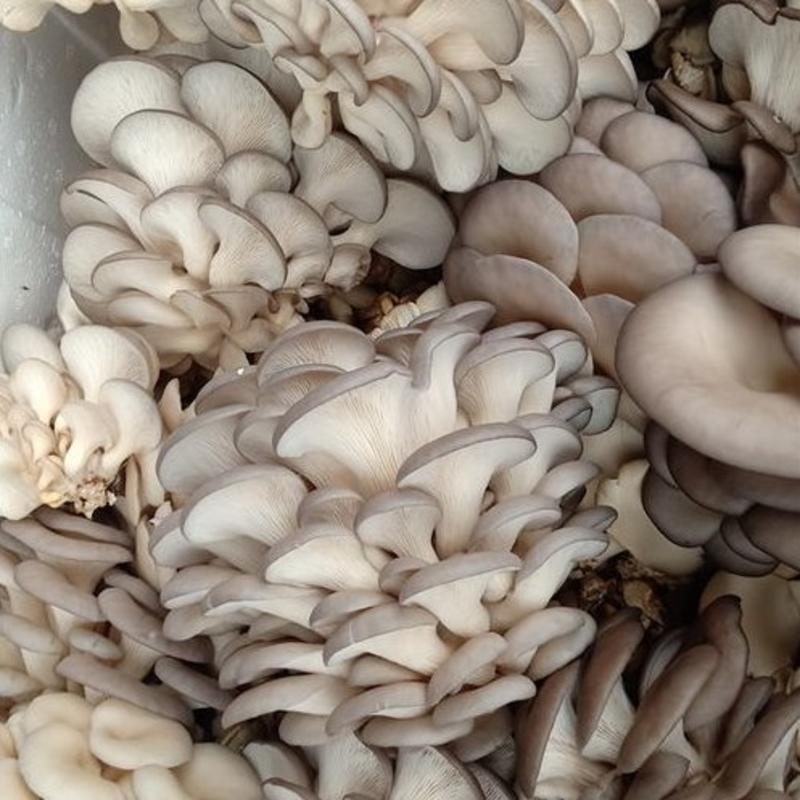 优质平菇肤白貌美大长腿基地直供全国可达产量稳定