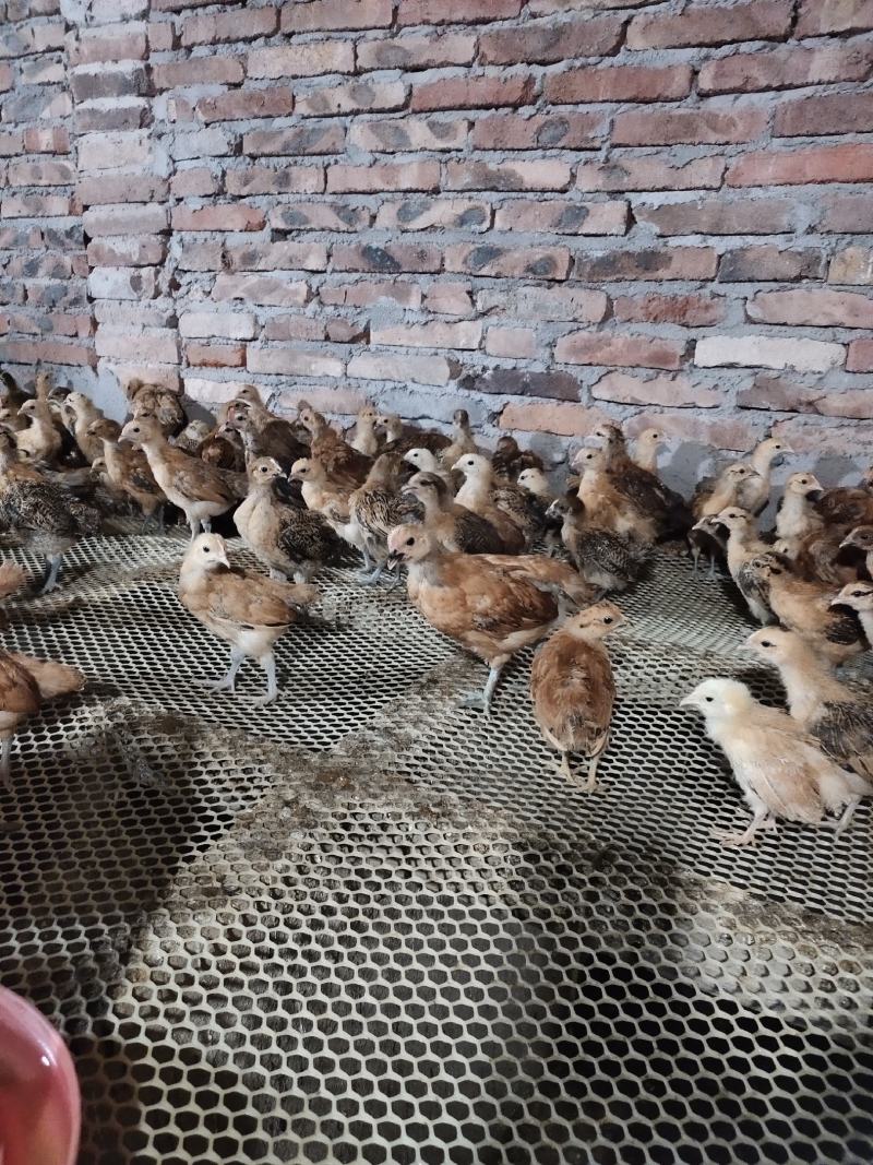 青脚土鸡脱温鸡苗一月龄苗4到5两左右疫苗齐全鸡群健康