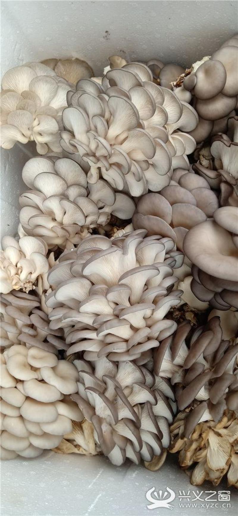 优质平菇肤白貌美大长腿基地直供全国可达产量稳定