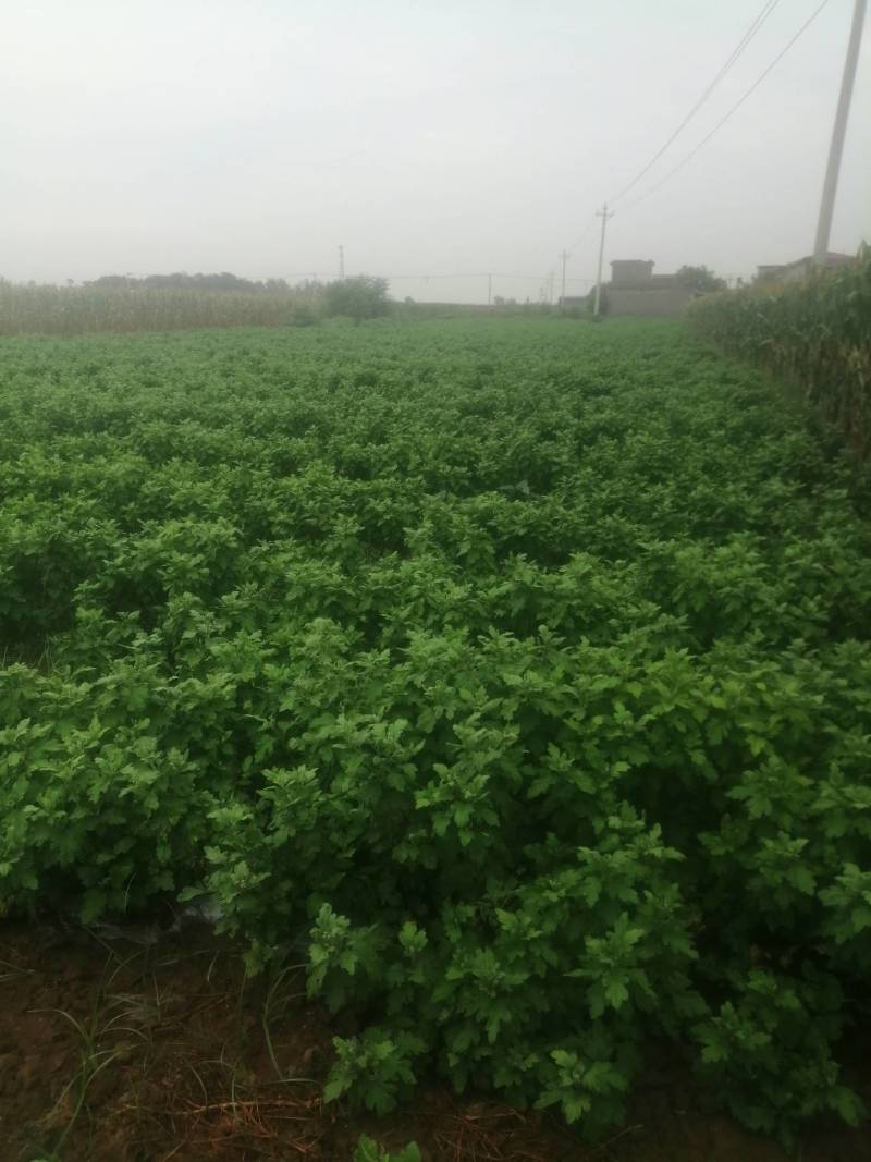 【包邮到家】金丝皇菊，金丝皇菊花茶，二斤起售。量大从优