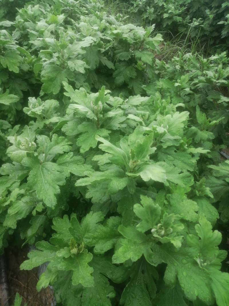 【包邮到家】金丝皇菊，金丝皇菊花茶，二斤起售。量大从优