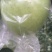 河北唐山乐亭王琳苹果即将上市