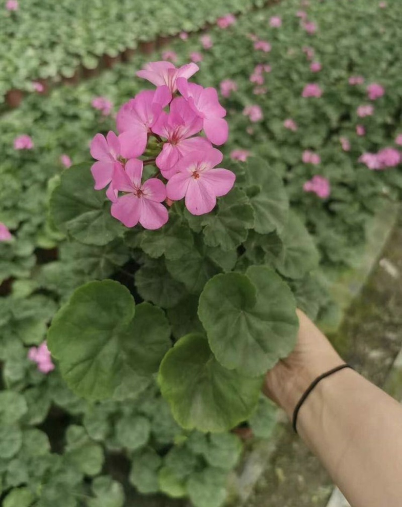 种植户出售天竺葵天竺葵批发双色杯大量供应