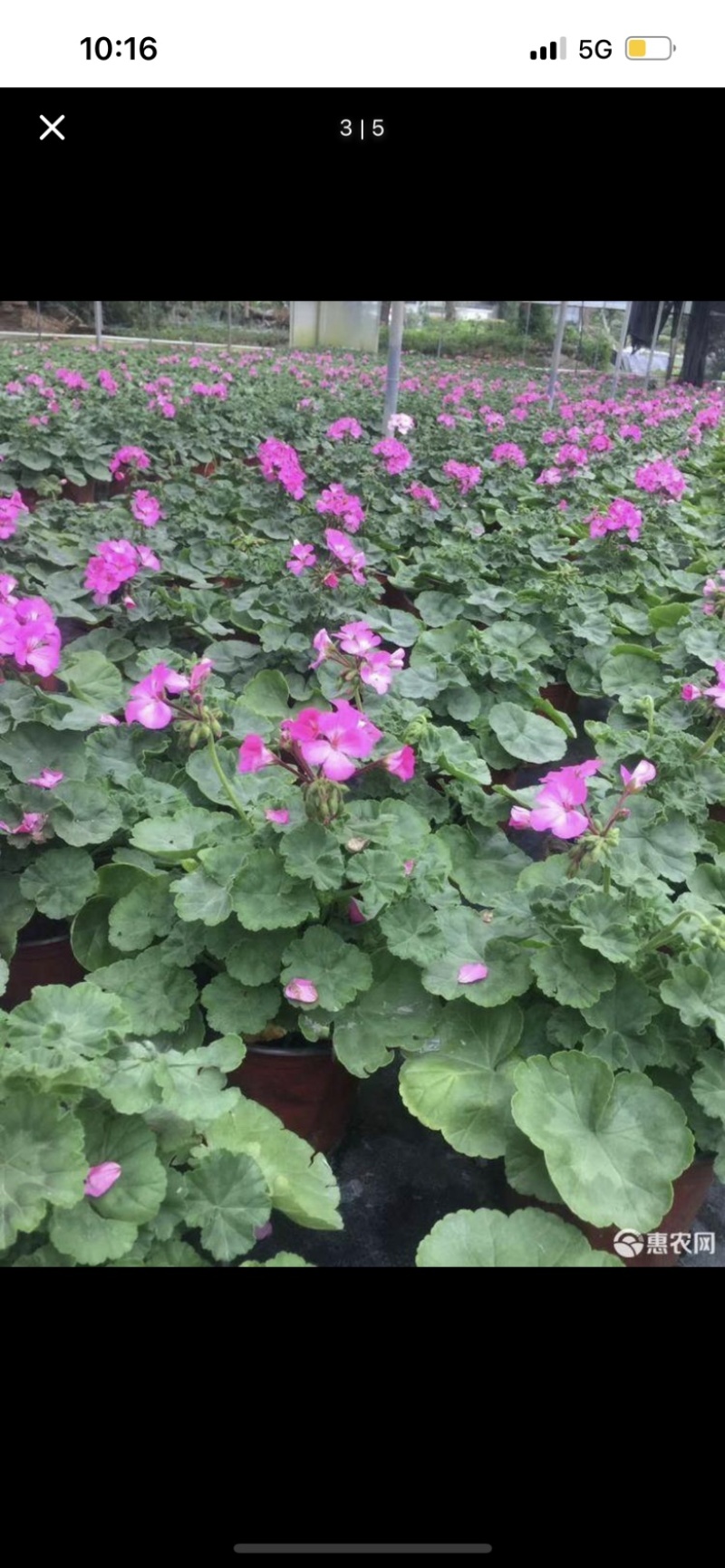 种植户出售天竺葵天竺葵批发双色杯大量供应