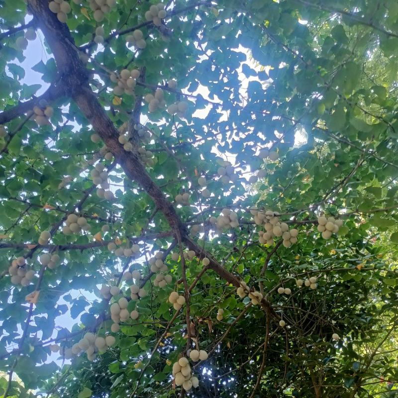 银杏果.。无任何农药残留。无施药授粉。