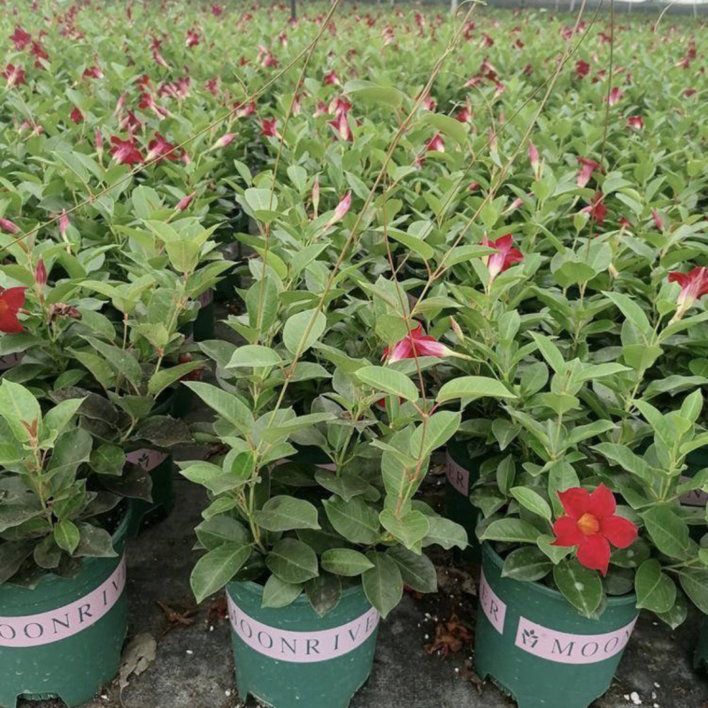 飘香藤盆苗开花的飘香藤基地批发私聊议价成都货源