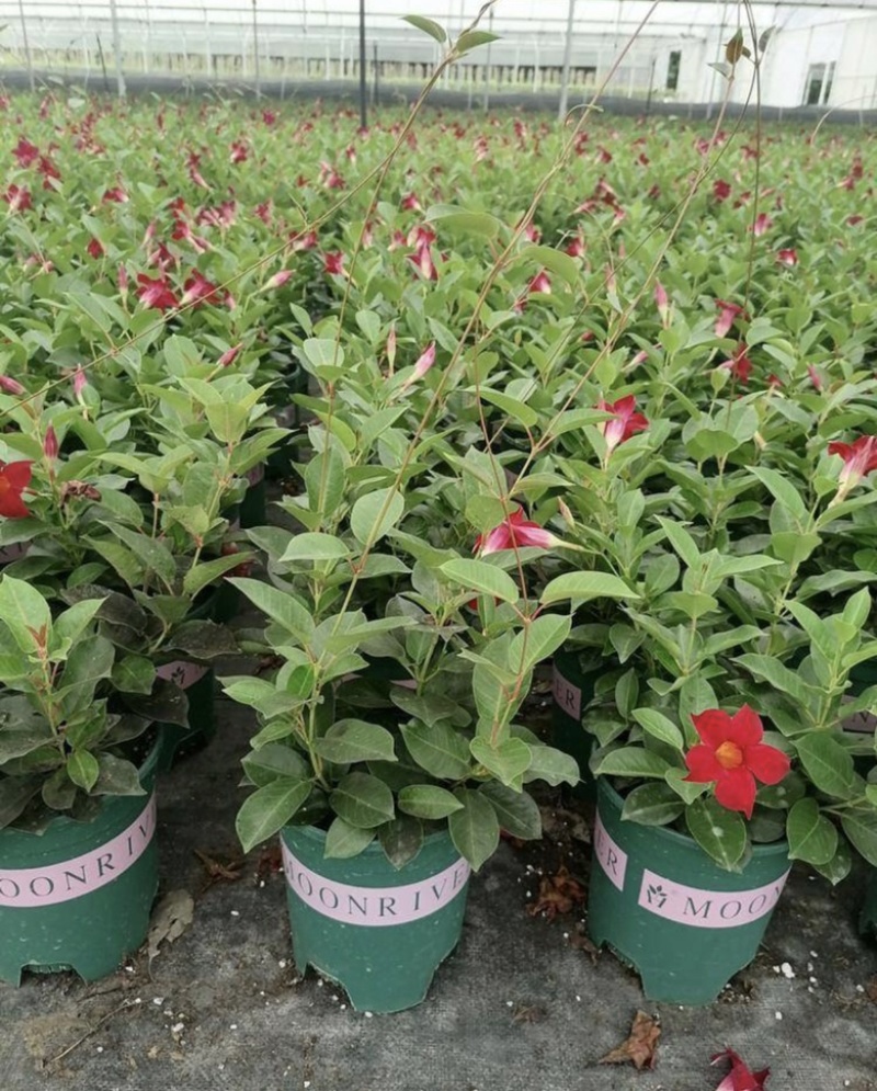 飘香藤盆苗开花的飘香藤基地批发私聊议价成都货源