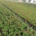 飘香藤盆苗开花的飘香藤基地批发私聊议价成都货源