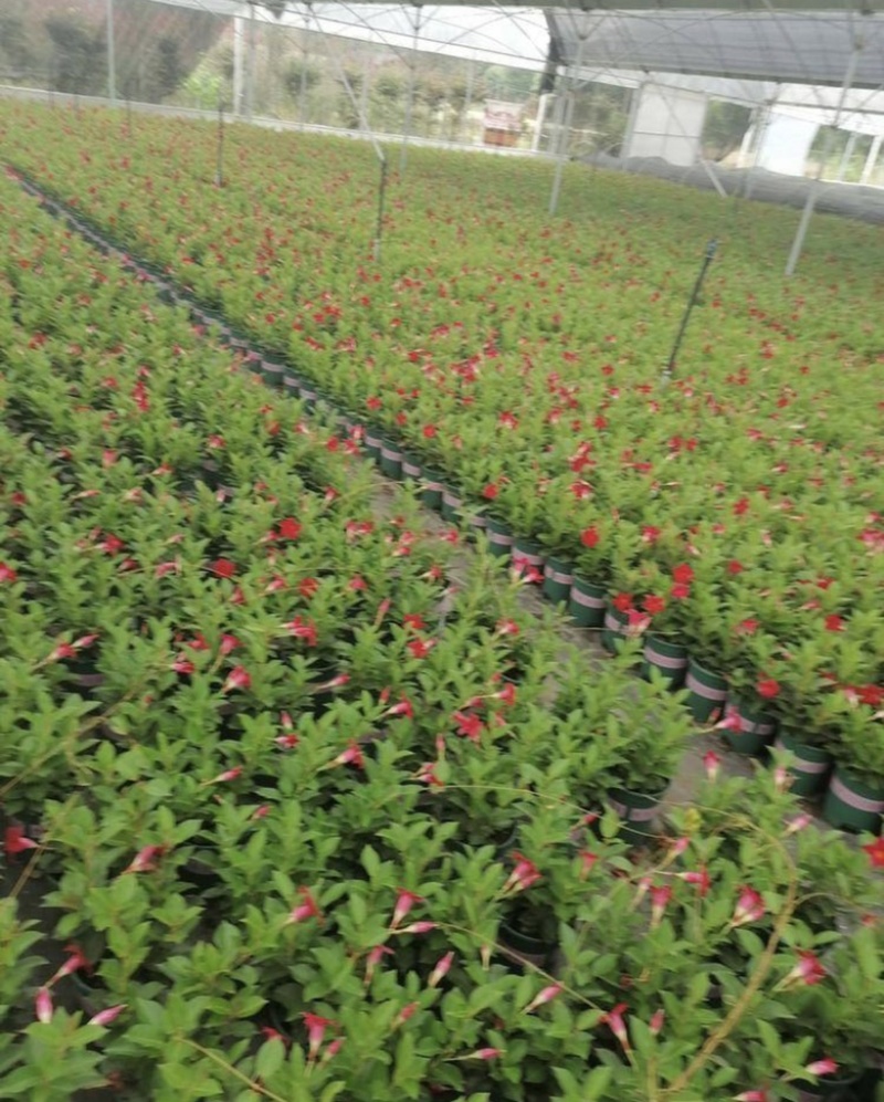 飘香藤盆苗开花的飘香藤基地批发私聊议价成都货源