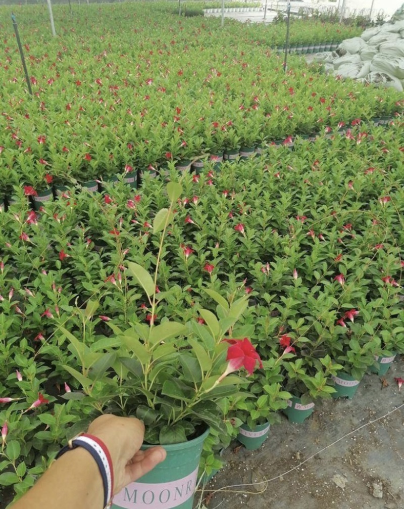 飘香藤盆苗开花的飘香藤基地批发私聊议价成都货源