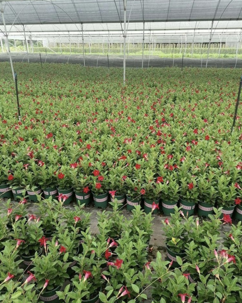 飘香藤盆苗开花的飘香藤基地批发私聊议价成都货源