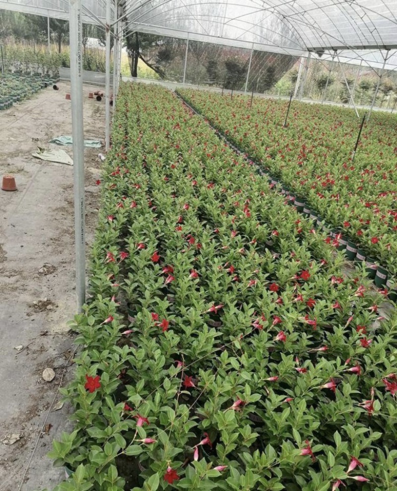 飘香藤盆苗开花的飘香藤基地批发私聊议价成都货源