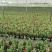 飘香藤盆苗开花的飘香藤基地批发私聊议价成都货源