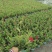 飘香藤盆苗开花的飘香藤基地批发私聊议价成都货源