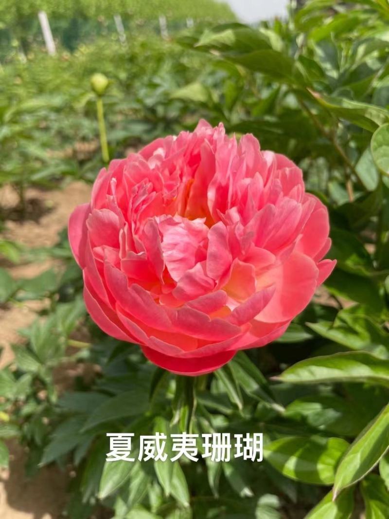 荷兰进口芍药种苗包成活包对版