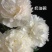 荷兰进口芍药种苗包成活包对版