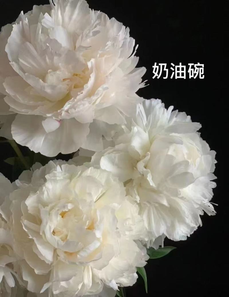 荷兰进口芍药种苗包成活包对版