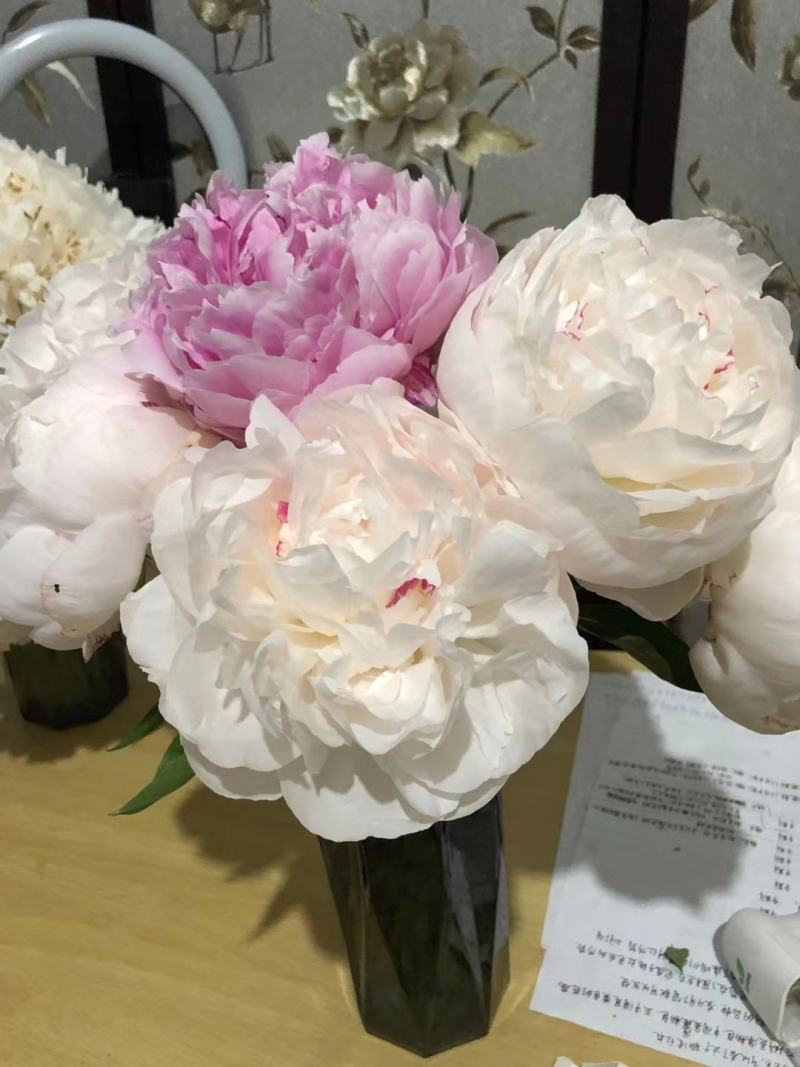 荷兰进口芍药种苗包成活包对版