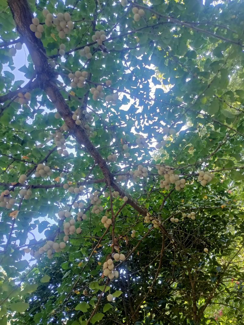 银杏果.。无任何农药残留。无施药授粉。