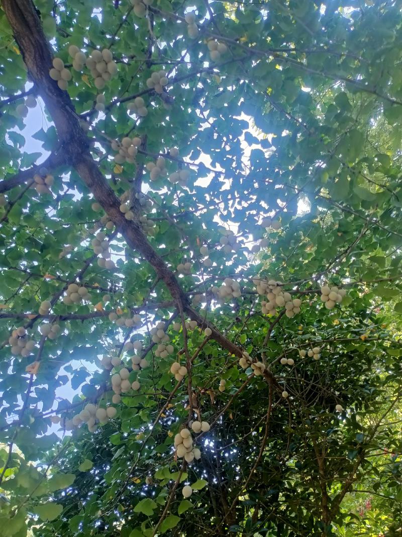 银杏果.。无任何农药残留。无施药授粉。