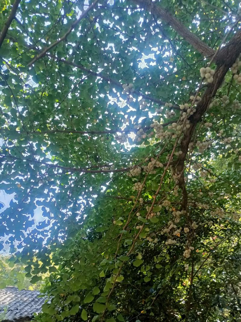 银杏果.。无任何农药残留。无施药授粉。