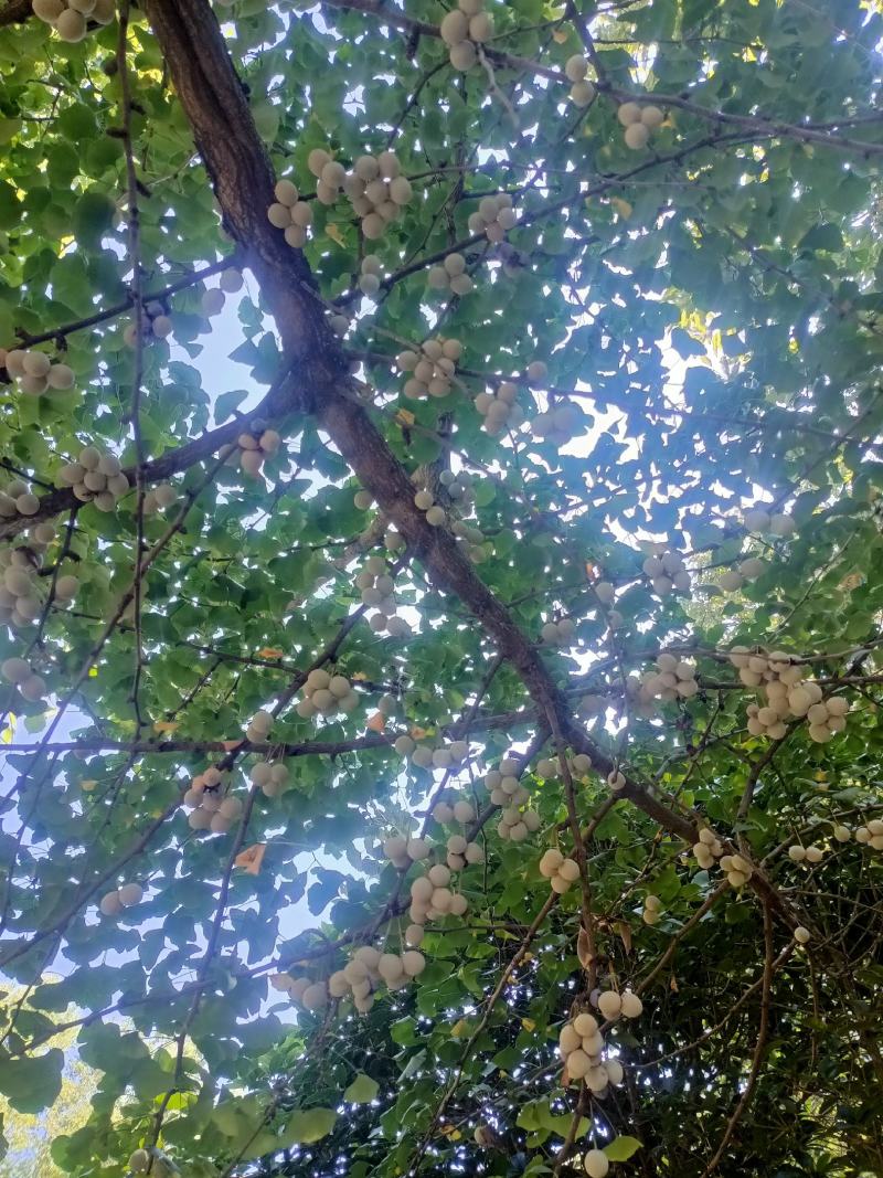 银杏果.。无任何农药残留。无施药授粉。