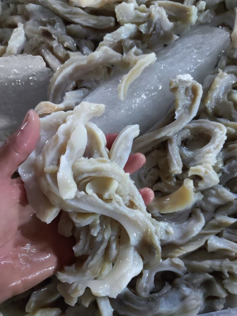 鱼肚