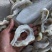 鱼肚