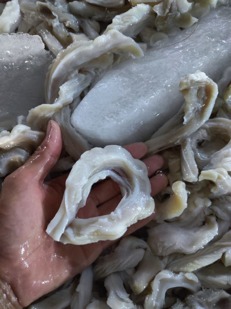 鱼肚